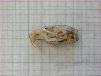 Media type: image;   Mammalogy 31366